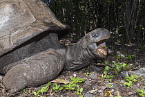Aldabra Giant Tortoise (Aldabrachelys gigantea) in defensive posture, Rodrigues, Mauritius