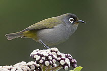 Reunion Olive White-eye (Zosterops olivaceus), Reunion Island, Indian Ocean