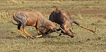 Topi (Damaliscus lunatus) males fighting, Masai Mara, Kenya, sequence 1 of 5