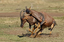 Topi (Damaliscus lunatus) males fighting, Masai Mara, Kenya, sequence 2 of 5