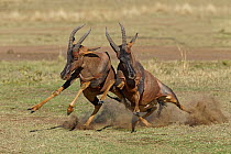 Topi (Damaliscus lunatus) males fighting, Masai Mara, Kenya, sequence 3 of 5