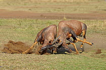 Topi (Damaliscus lunatus) males fighting, Masai Mara, Kenya, sequence 4 of 5