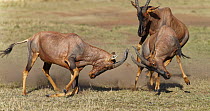 Topi (Damaliscus lunatus) males fighting, Masai Mara, Kenya, sequence 5 of 5