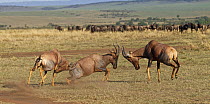 Topi (Damaliscus lunatus) males fighting, Masai Mara, Kenya