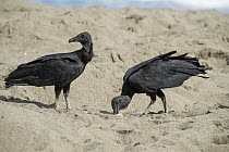 American Black Vulture (Coragyps atratus) pair predating Leatherback Sea Turtle (Dermochelys coriacea) eggs dug up by another female, Trinidad and Tobago, Caribbean