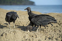 American Black Vulture (Coragyps atratus) group predating Leatherback Sea Turtle (Dermochelys coriacea) eggs dug up by another female, Trinidad and Tobago, Caribbean