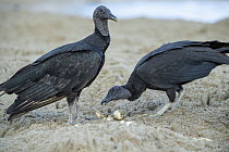 American Black Vulture (Coragyps atratus) pair predating Leatherback Sea Turtle (Dermochelys coriacea) eggs dug up by another female, Trinidad and Tobago, Caribbean