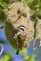 Eurasian Penduline-Tit (Remiz pendulinus) male at nest, Armenia