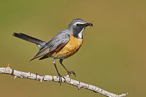 White-throated Robin (Irania gutturalis) male with insect prey, Armenia