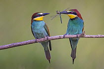 European Bee-eater (Merops apiaster) male presenting prey to female during courtship, Saxony-Anhalt, Germany
