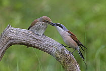 Red-backed Shrike (Lanius collurio) male presenting prey to female during courtship, Saxony-Anhalt, Germany