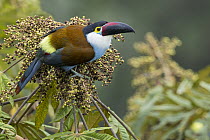 Black-billed Mountain-Toucan (Andigena nigrirostris), Colombia
