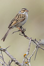 Clay-colored Sparrow (Spizella pallida), Alberta, Canada