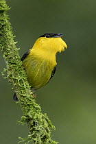 Golden-collared Manakin (Manacus vitellinus) male displaying, Panama