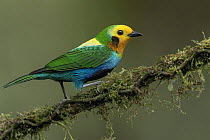 Multicolored Tanager (Chlorochrysa nitidissima) male, Colombia