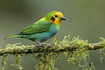 Multicolored Tanager (Chlorochrysa nitidissima) female, Colombia