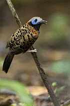 Ocellated Antbird (Phaenostictus mcleannani) calling, Panama