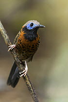 Ocellated Antbird (Phaenostictus mcleannani), Panama
