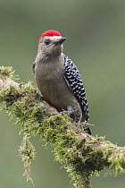 Red-crowned Woodpecker (Melanerpes rubricapillus) male, Panama