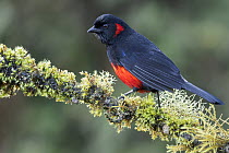Scarlet-bellied Mountain-Tanager (Anisognathus igniventris), Andes, Ecuador