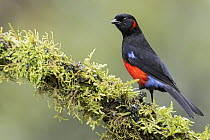 Scarlet-bellied Mountain-Tanager (Anisognathus igniventris), Andes, Ecuador