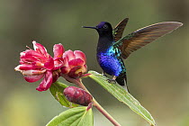Velvet-purple Coronet (Boissonneaua jardini) hummingbird stretching, Colombia