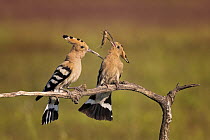 Eurasian Hoopoe (Upupa epops) male presenting insect prey to female as part of courtship, Kiskunsag National Park, Hungary