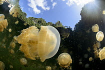 Jellyfish (Mastigias sp) group in lake, Lenmakana Jellyfish Lake, Raja Ampat, Indonesia