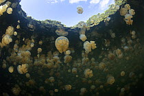 Jellyfish (Mastigias sp) group in lake, Lenmakana Jellyfish Lake, Raja Ampat, Indonesia