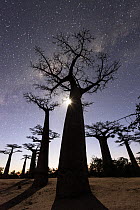 Grandidier's Baobab (Adansonia grandidieri) trees at night, Menabe, Madagascar