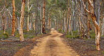 Wandoo (Eucalyptus wandoo) forest and road, Dryandra Woodland State Forest, Narrogin, Western Australia, Australia
