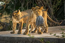 African Lion (Panthera leo) cubs playing with mop in abandonded lodge during pandemic, Busanga Plains, Kafue National Park, Zambia