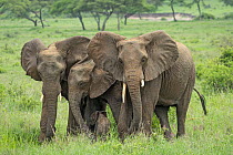 African Elephant (Loxodonta africana) mother and family protecting small calf, Tarangire National Park, Tanzania