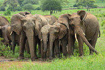 African Elephant (Loxodonta africana) herd, Tarangire National Park, Tanzania