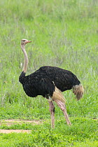Ostrich (Struthio camelus) male, Tarangire National Park, Tanzania