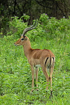 Impala (Aepyceros melampus) male, Tarangire National Park, Tanzania
