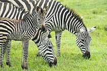 Zebra (Equus quagga) mother with foal, Ngorongoro Crater, Tanzania