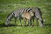 Zebra (Equus quagga) mother with foal, Ngorongoro Crater, Tanzania
