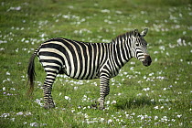 Zebra (Equus quagga), Ngorongoro Crater, Tanzania