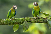 Brown-hooded Parrot (Pyrilia haematotis) pair, Costa Rica