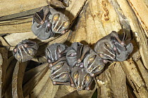 Peters' Tent-making Bat (Uroderma bilobatum) group roosting, Osa Peninsula, Costa Rica
