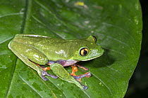 Blue-sided Leaf Frog (Agalychnis annae), Costa Rica