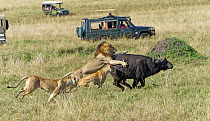 African Lion (Panthera leo) pride attacking Cape Buffalo (Syncerus caffer) near tourists, Masai Mara, Kenya