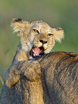 African Lion (Panthera leo) cub playing with mother, Masai Mara, Kenya