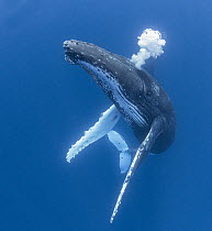 Humpback Whale (Megaptera novaeangliae) blowing bubbles, Tonga