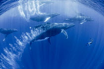 Humpback Whale (Megaptera novaeangliae) males chasing female during heat run near snorkeler, Tonga