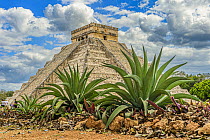 Temple of Kukulcan (El Castillo) and aloe, Mayan ruins, Chichen Itza, Yucatan, Mexico, UNESCO World Heritage Site