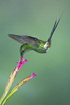 Green Thorntail (Discosura conversii) hummingbird feeding on flower nectar, Ecuador