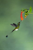Booted Racket-tail (Ocreatus underwoodii) hummingbird feeding on flower nectar, Ecuador