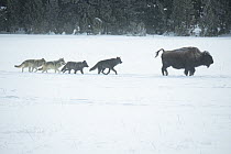 Gray Wolf (Canis lupus) pack hunting American Bison (Bison bison) in winter, Yellowstone National Park, Wyoming